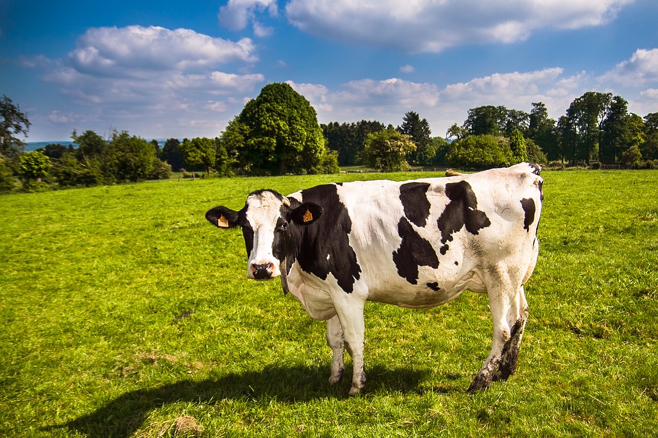 The UK dairy sector could replicate Ireland’s huge expansion