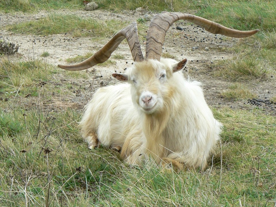 £120,000 raised for North Wales Hospice thanks to the roaming Great Orme goats