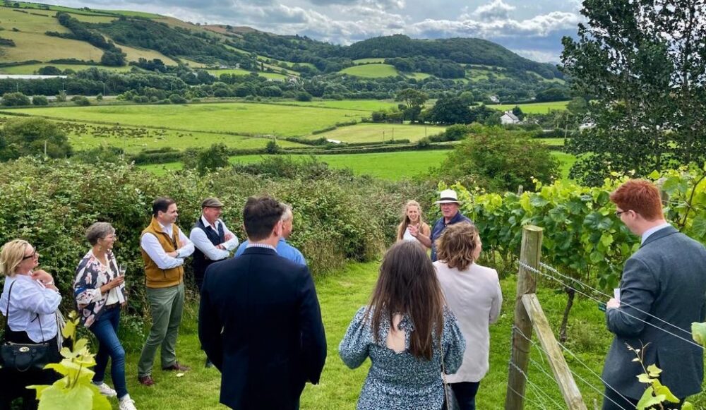 Awards pour in for Welsh vineyard with plans to grow after grape success