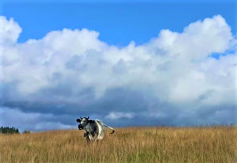 Farmers speak out about transition to alternative protein production –  new report looks at how farmers can secure sustainable, financially viable future