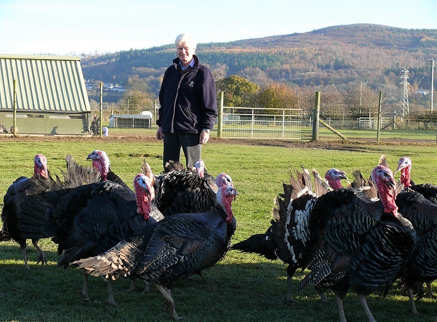 Organic farm in ‘race against time’ to sell turkeys as UK bird flu crisis deepens