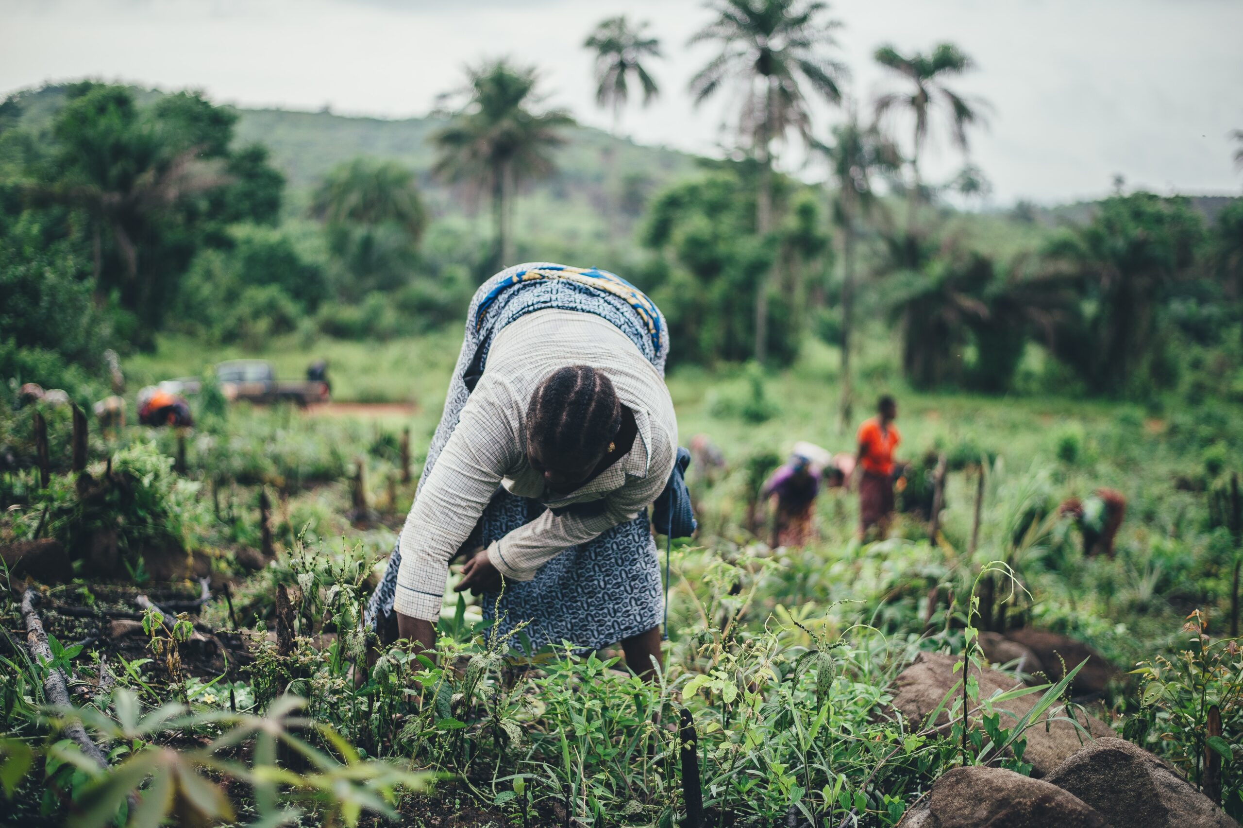 Dynamic Partnership in place to Empower Ghanaian Farmers and Enhance Agricultural Traceability