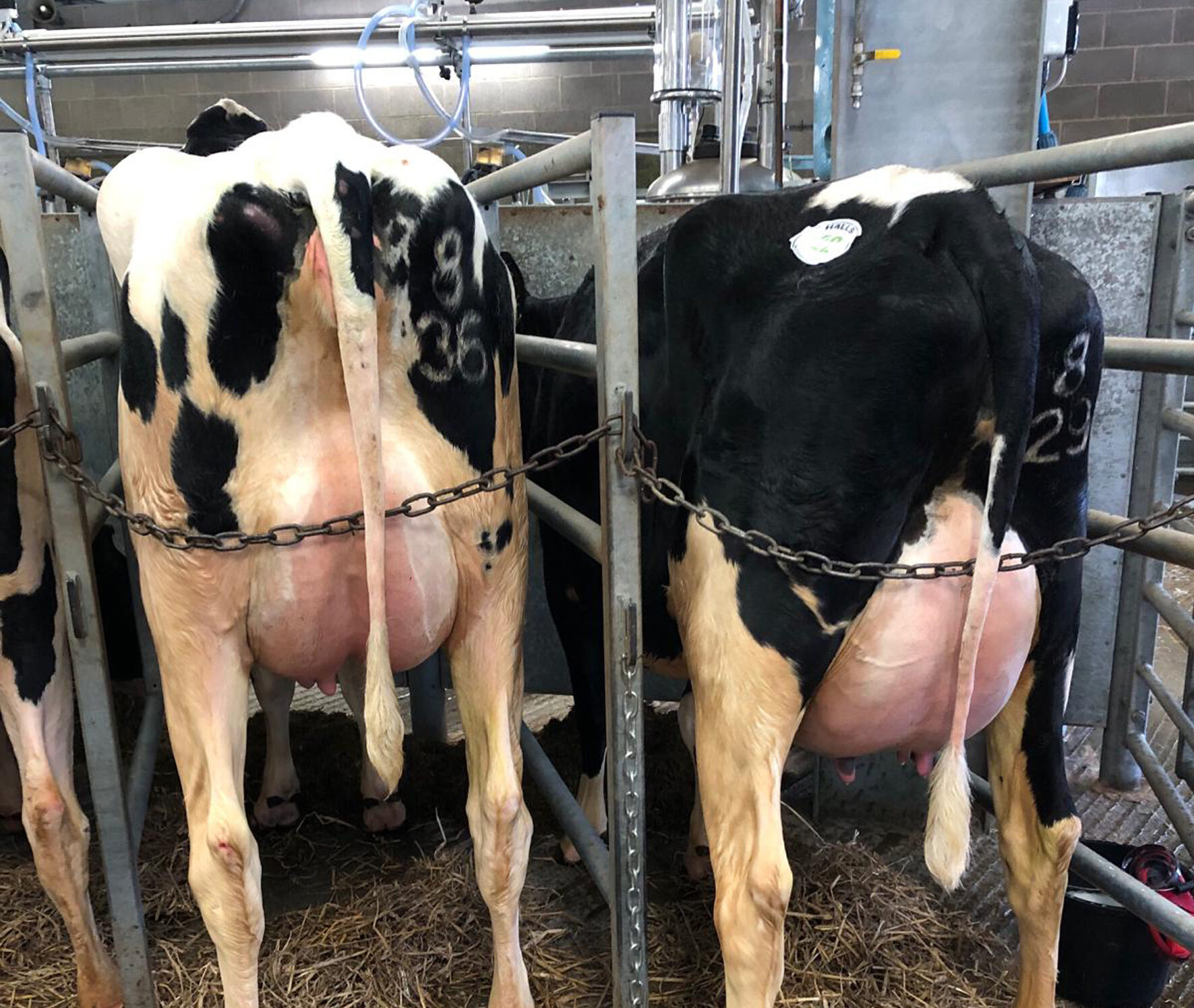 Heifer sells for £3,200 at Shrewsbury Auction Centre Dairy Show and Sale