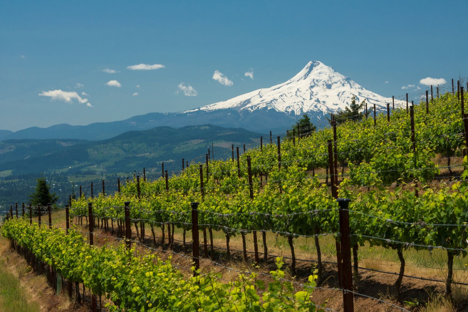 Washington State Wine Commission unveils wine tourism initiative with State of Washington Tourism, Port of Seattle and Visit Seattle