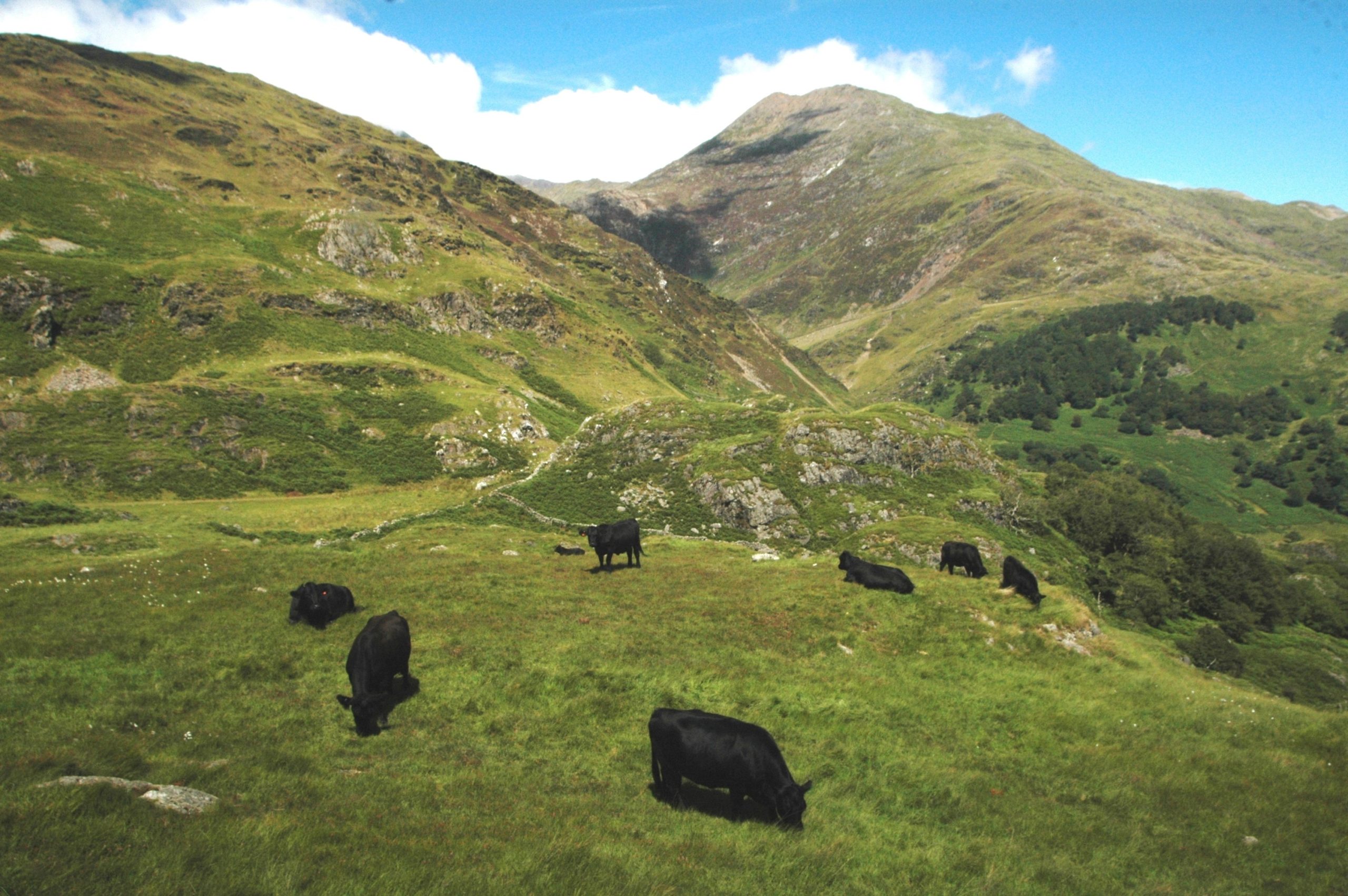 Royal Welsh 2025 feature county Caernarfon to hold hill farming event
