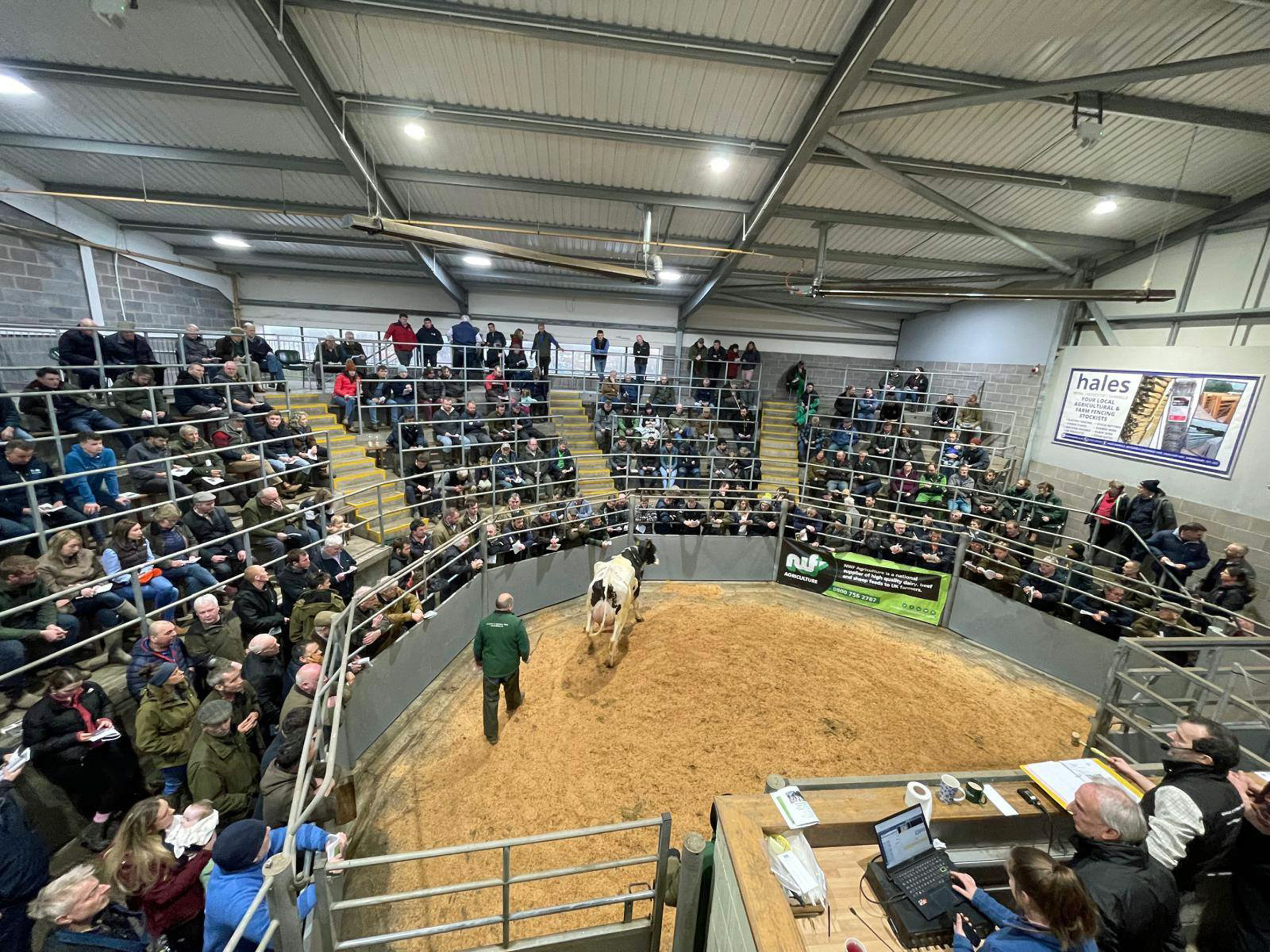 Record average prices achieved for commercial dairy herd at Shrewsbury