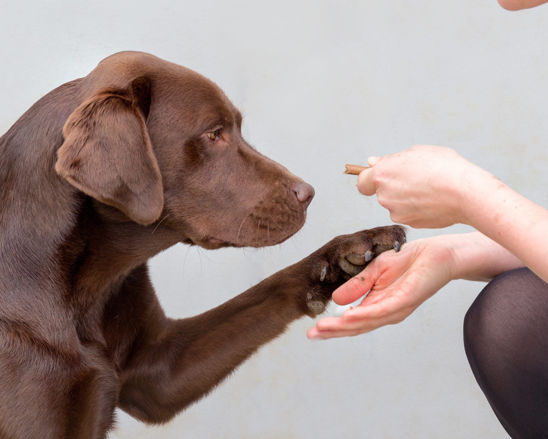 Dog hungry? That’s because you and your Labrador may share the same obesity gene!