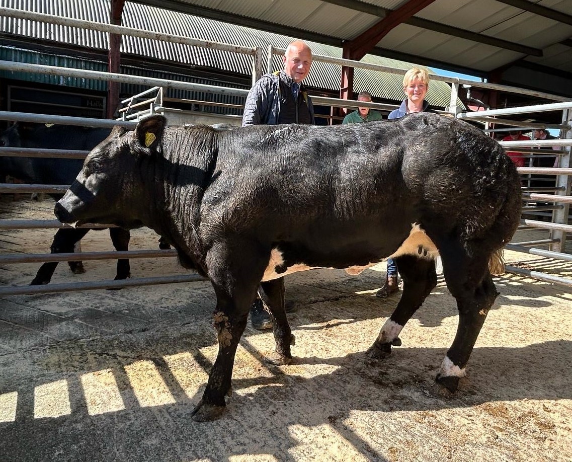 Records smashed as Bishops Castle Auction store cattle peak at £4,020