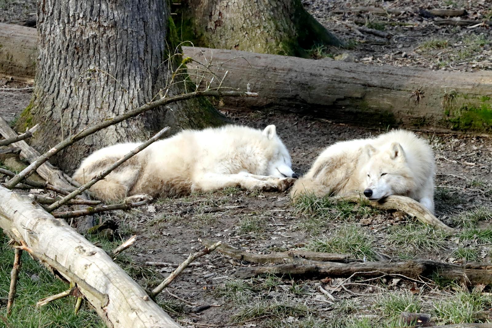 Building the Pack: How Colossal Introduced Their Dire Wolf Siblings