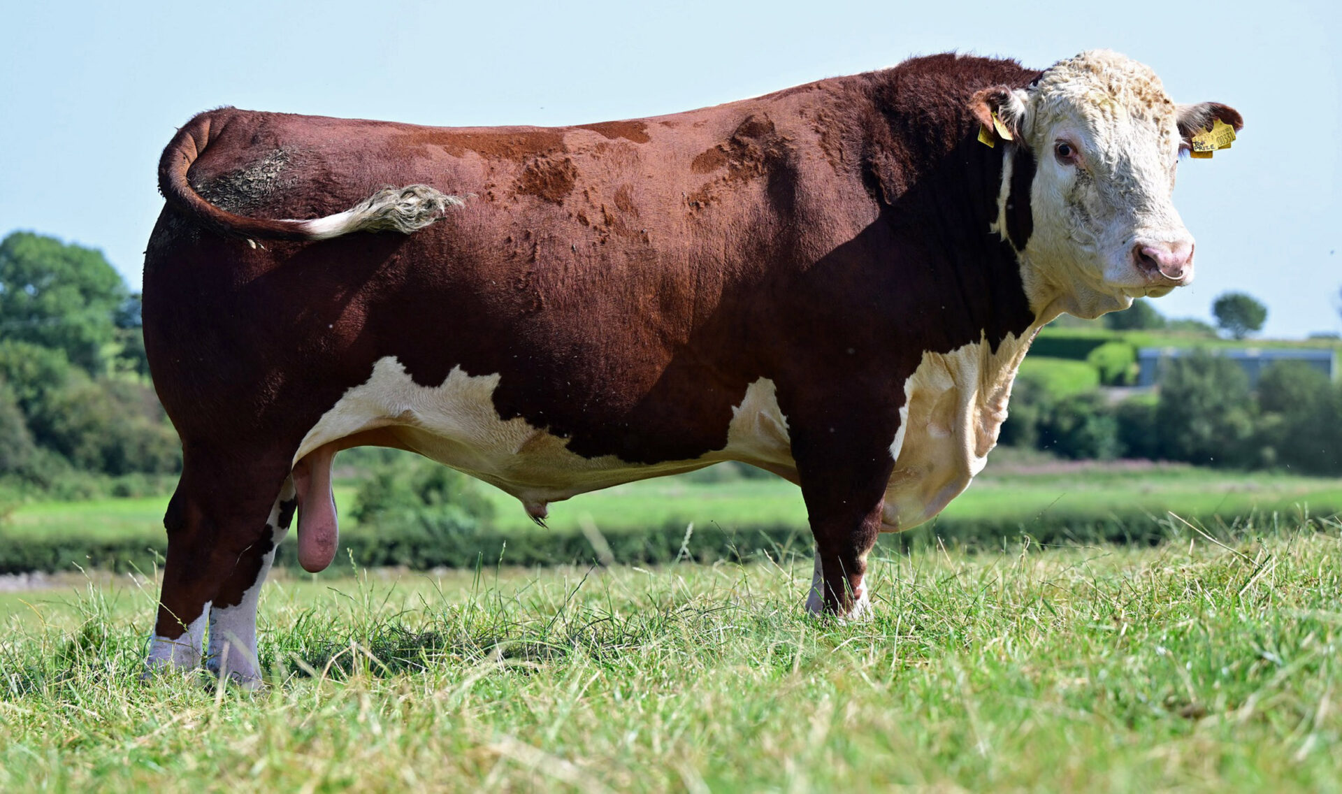 Halls to conduct first production sale for top Irish herd of pedigree Herefords this Saturday