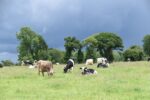 landscape, pre cows, cattle, field, pastures, agriculture, nature, grass, ruminants, dairy cows, dairy cows, dairy cows, dairy cows, dairy cows, dairy cows