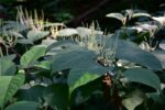 a close up of a plant with many leaves
