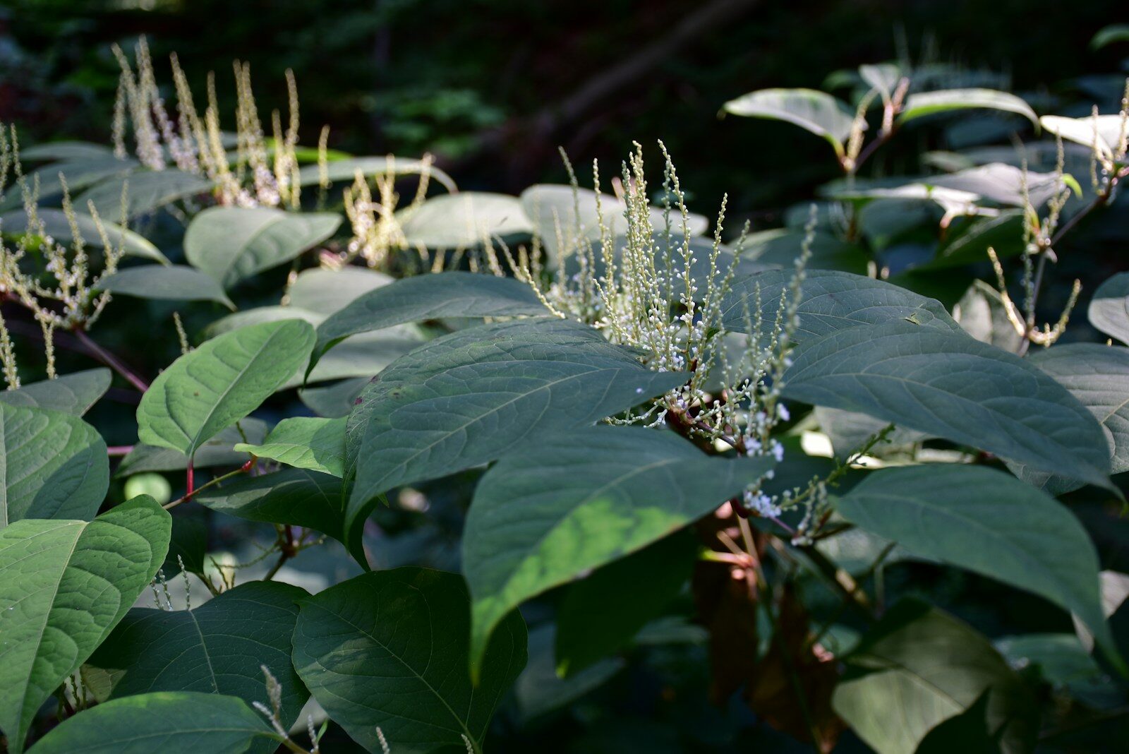 Japanese knotweed season puts autumn homebuyers on alert